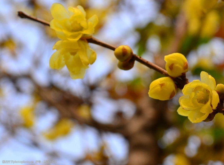 歲末時(shí)節(jié)百花盡，獨(dú)見蠟梅寒中香---感悟冬季蓉城“梅香”
